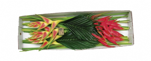 CARIBE TROPICAL FLOWERS & FOLIAGES  COMBO BOX